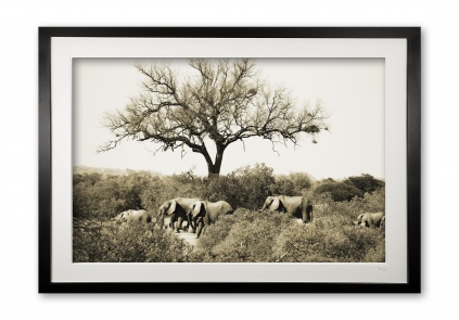 09__elephants_of_limpopo_sepia_limited_edition_of_25_in_54x36inch_fine_art_paper__no_1_sold_framed_703641149
