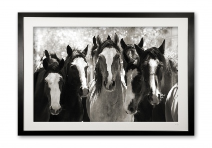 133_d__criollo_crew_e56g3885_bw_framed_1813175379