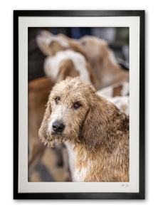 149_d__rural_portrait_hound_i_1467281626