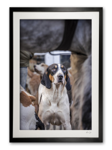 149_e__hooves__hounds_i