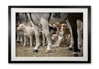 151_c__hooves_and_hounds_iii