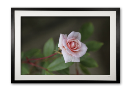 1__single_pink_rose_img_8472