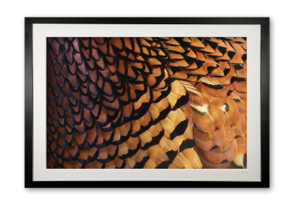 6__feathers_of_gold_ii_e56g0883