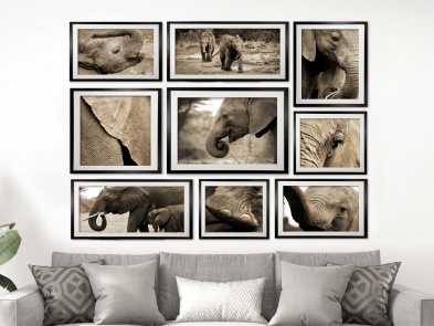 collection_-_baby_elephant_2000px_x_2000px_1092977162