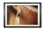 024__equine_detail_i_e56g6495_1_framed
