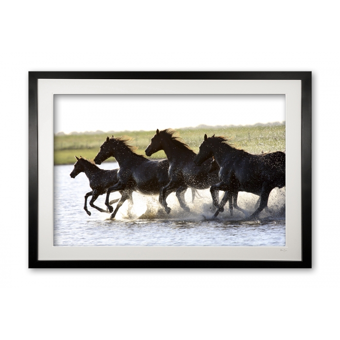 011__mares_and_foals_-_lagoon_i_img_1145_frame