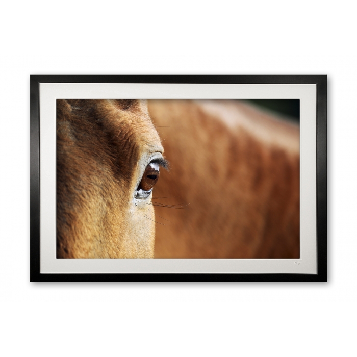 024__equine_detail_i_e56g6495_1_framed