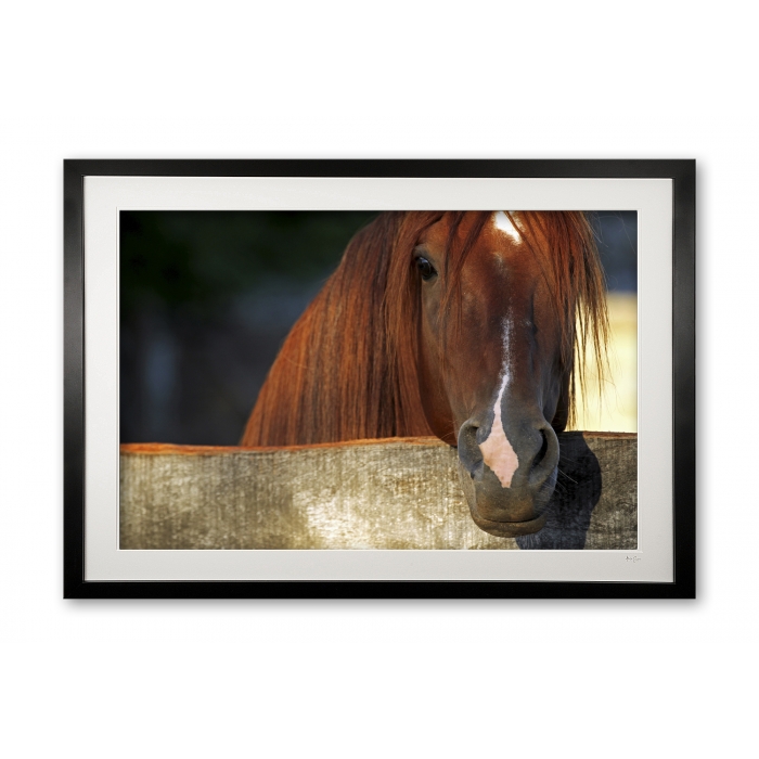 085_a__peruvian_stallion_i_e56g0006_framed
