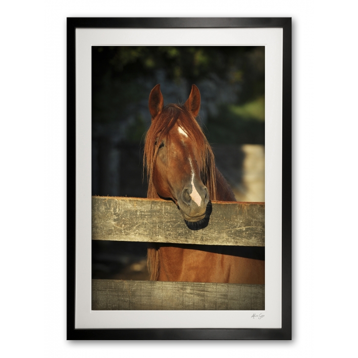 085_b__peruvian_stallion_ii_e56g0009_framed