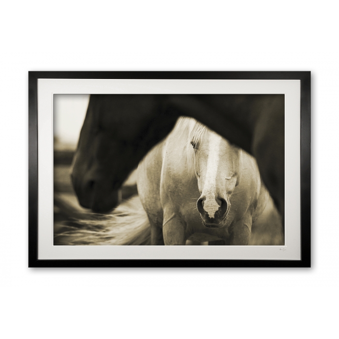 091_b__palamino_in_sepia_e56g0192_2_sepia_framed