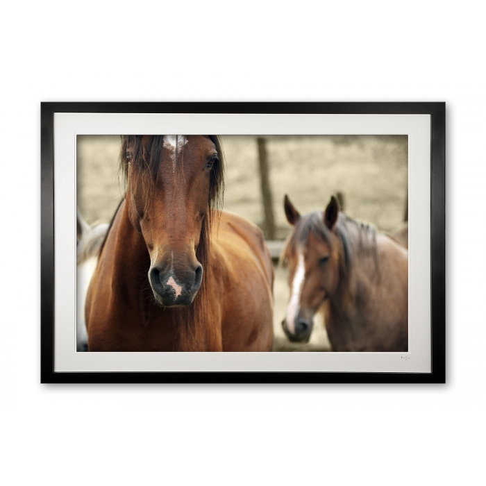 093__tousled_iv_e56g0232_framed