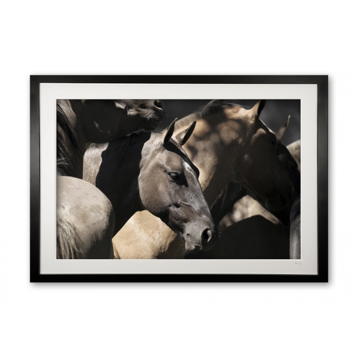 139_b_buckskin_boy_e56g4204_ii_framed