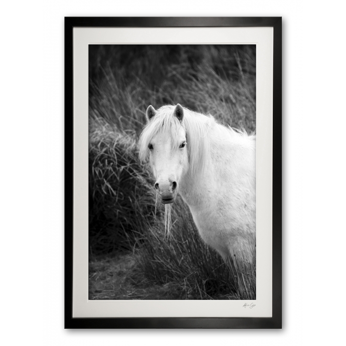 146_a__wild_welsh_mountain_pony_i_0e5a0008_bw_framed