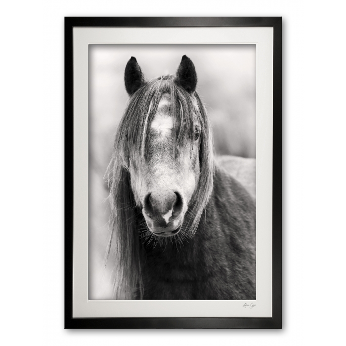 146_b__wild_welsh_mountain_pony_ii_0e5a0018__bw_framed