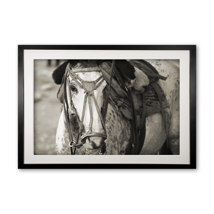 096_b__cordoba_criollos_ii_e56g0077_1_sepia_framed
