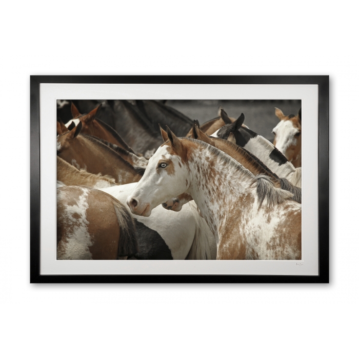 104__blue_eyed_pintada_e56g6539_framed