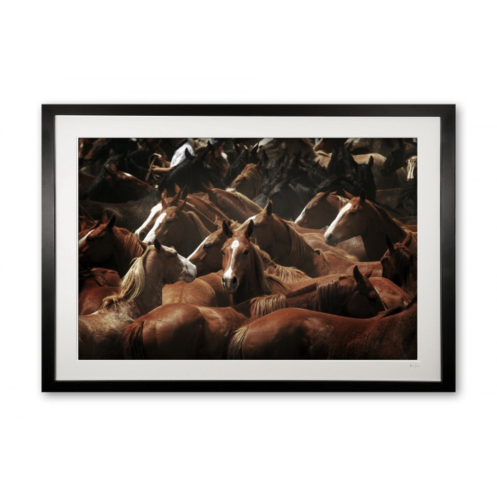 109_a__sea_of_horses_in_colour_e56g6974_special_edition_framed