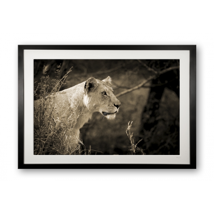 00014_lioness_ii_black_cubix_special_edition_of_25_frame_524998144