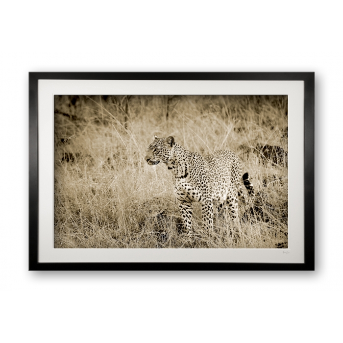 00031_female_leopard_iit_cubix_limited_editionof_50_framed_81178509