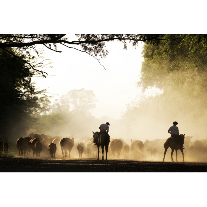'Lincoln Gauchos'