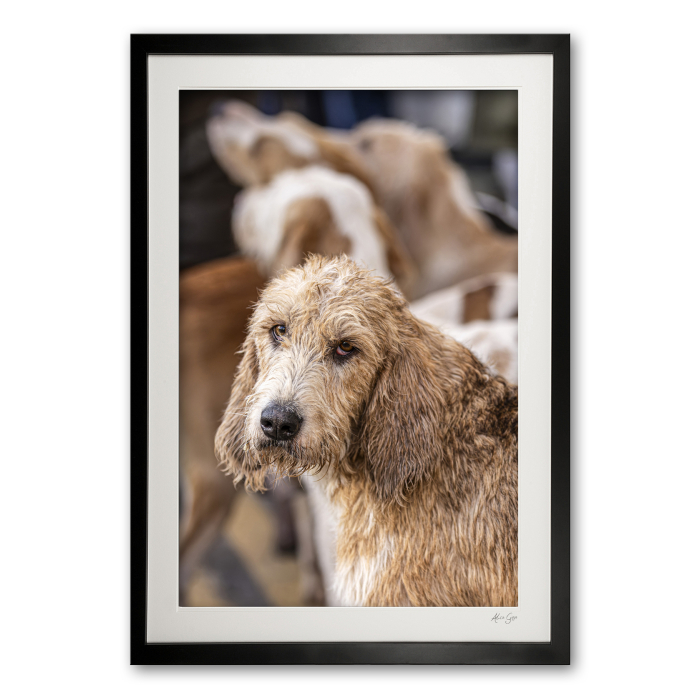 149_d__rural_portrait_hound_i_1467281626