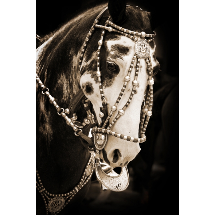 'Festival Finery I'