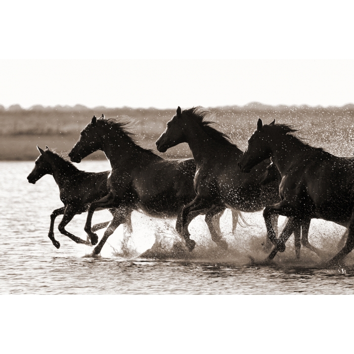 'Mares & Foals'